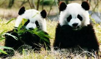 娱乐吃瓜酱大熊猫生气,萌态十足吃瓜酱娱乐