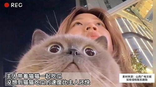 吃瓜娱乐猫,揭秘娱乐圈背后的趣味故事