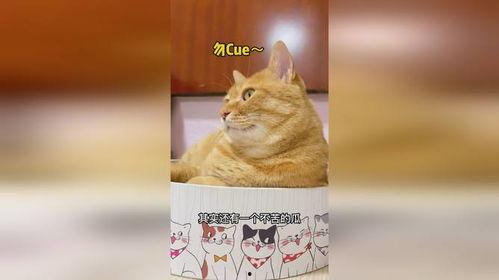吃瓜娱乐猫,揭秘娱乐圈背后的趣味故事