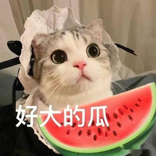 娱乐吃瓜酱虐猫小说,娱乐吃瓜酱的黑暗面揭露