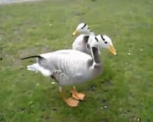 娱乐吃瓜鸭,吃瓜鸭带你探秘明星幕后故事