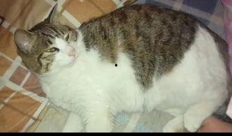 娱乐吃瓜猫,揭秘娱乐圈那些不为人知的幕后故事