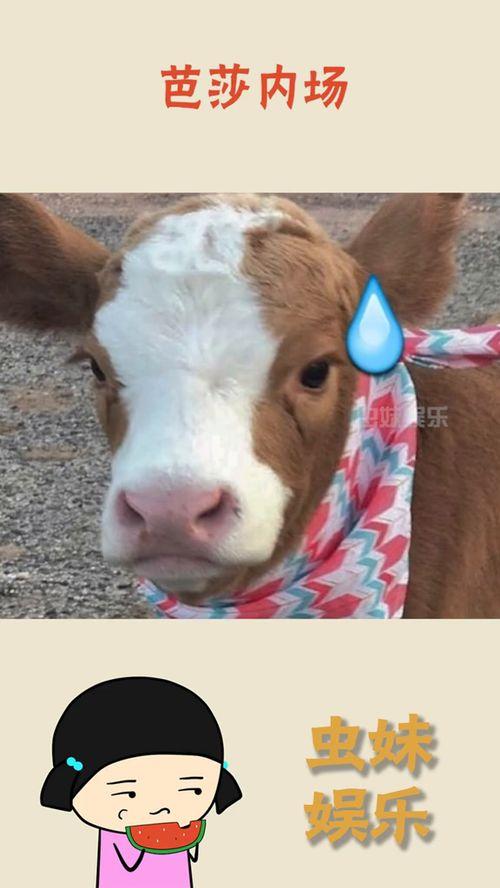 娱乐吃瓜酱仓鼠,揭秘娱乐圈背后的趣味故事