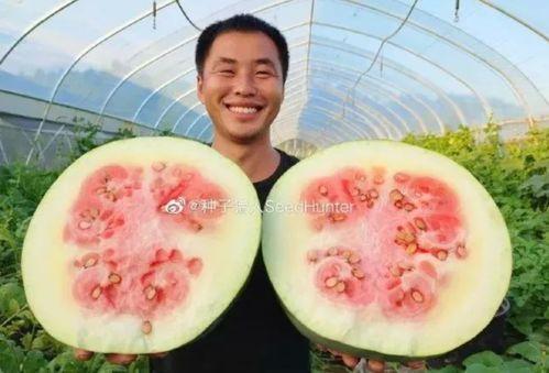 吃猪瓜娱乐,揭秘娱乐圈的欢乐与泪水