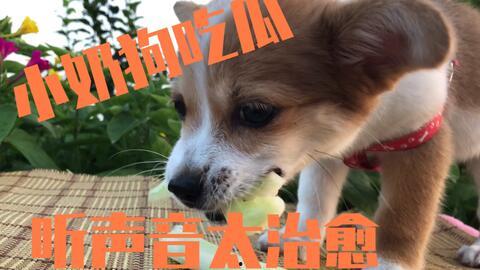 娱乐吃瓜菌狗狗,揭秘娱乐圈那些不为人知的幕后故事