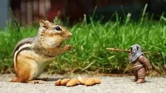 娱乐吃瓜小松鼠小说下载,揭秘小说世界中的趣味下载之旅