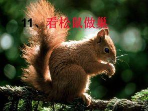 娱乐吃瓜小松鼠小说下载,揭秘小说世界中的趣味下载之旅