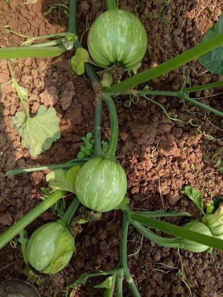 吃娱乐圈连串的瓜