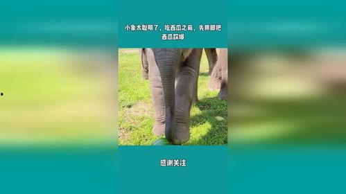 娱乐吃瓜小象是谁