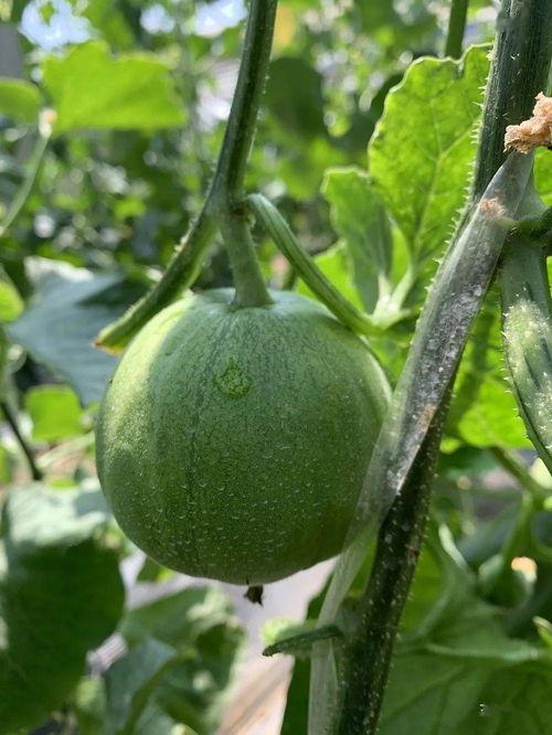 瓜瓜娱乐圈吃瓜,揭秘明星幕后那些事儿